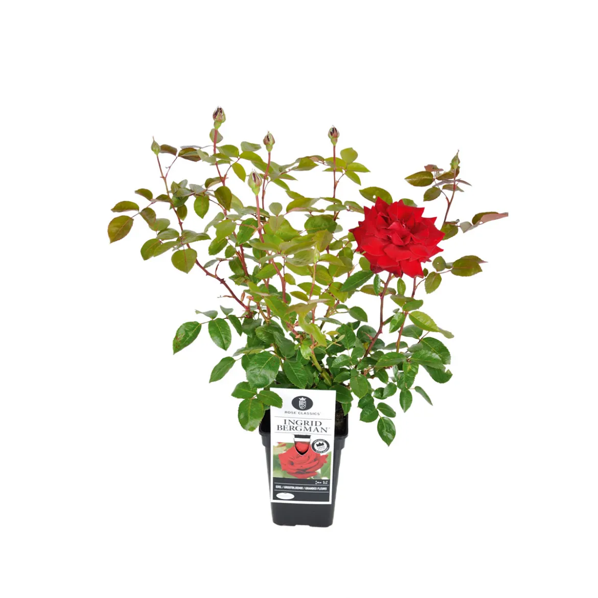 PlantiflorEdelrose rot Topf- Durchmesser 19 cm