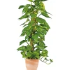 PlantiflorEfeutute am Moosstab 120-130 cm T24