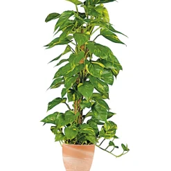 PlantiflorEfeutute am Moosstab 120-130 cm T24