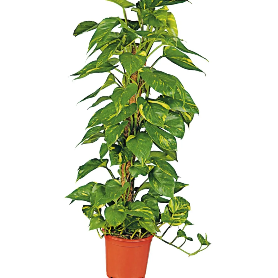 PlantiflorEfeutute am Moosstab 120-130 cm T24