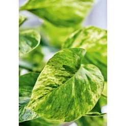 PlantiflorEfeutute Topf Durchmesser 12 cm