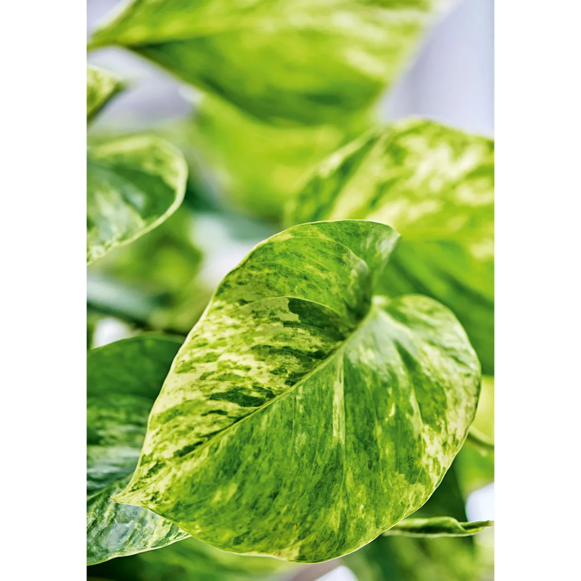 PlantiflorEfeutute Topf Durchmesser 12 cm