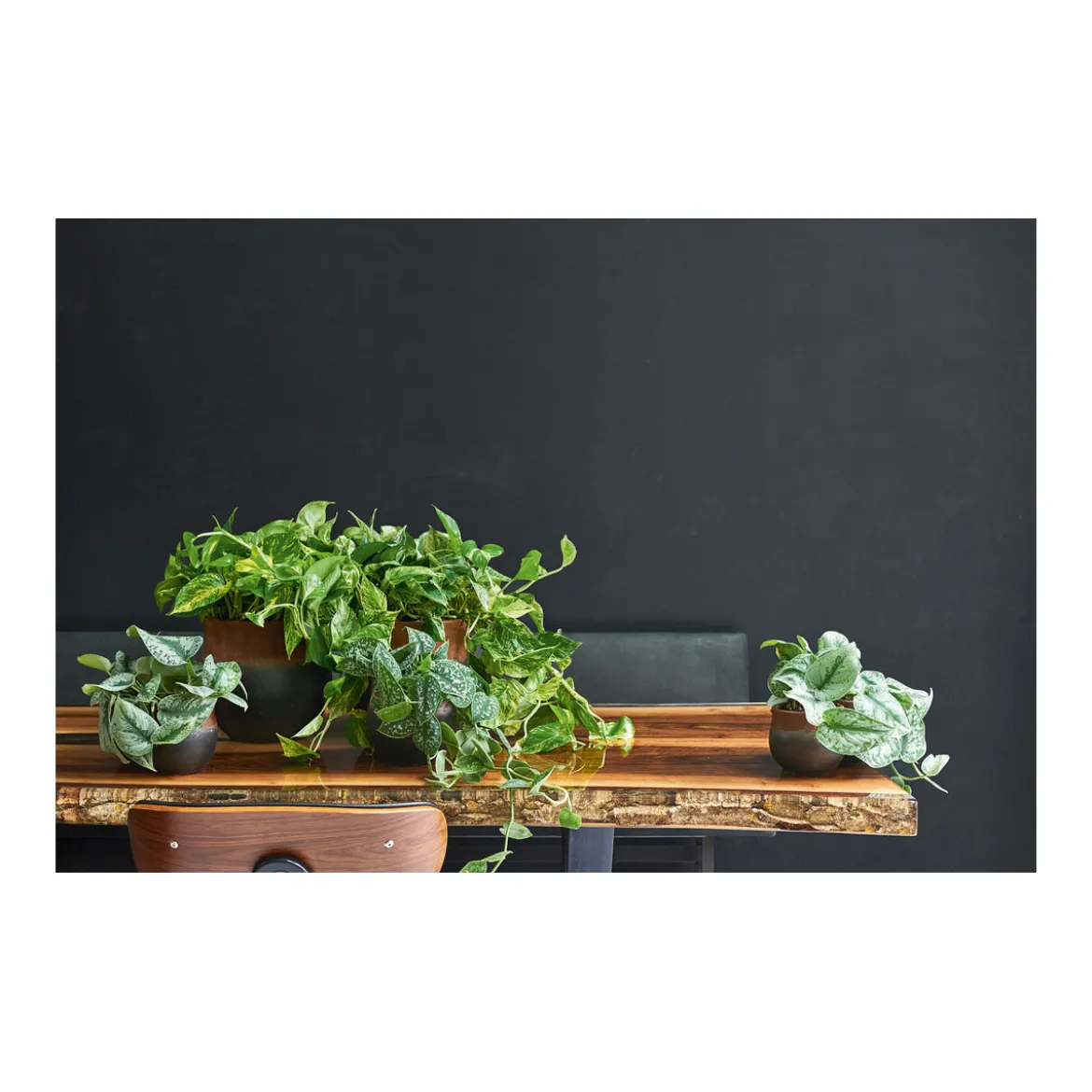 PlantiflorEfeutute Topf Durchmesser 12 cm