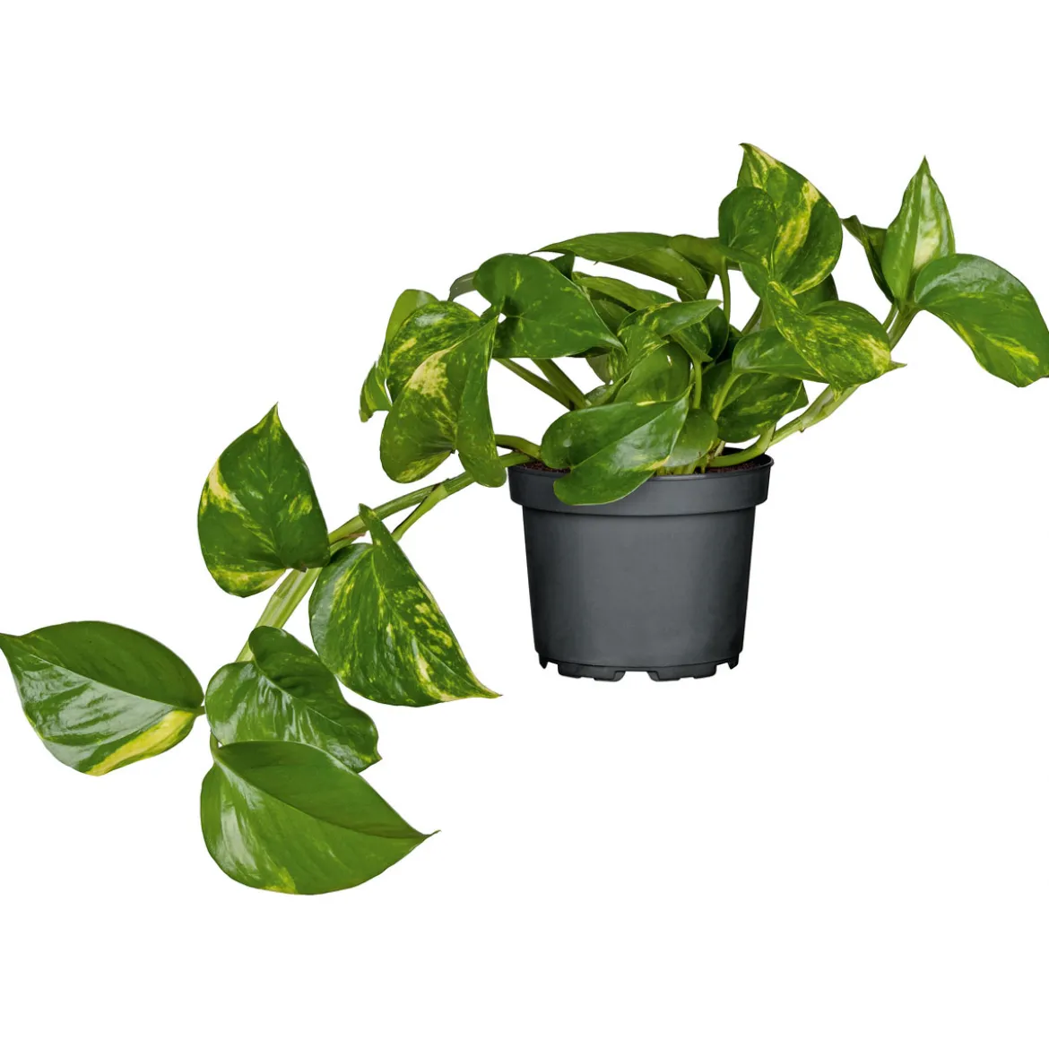 PlantiflorEfeutute Topf Durchmesser 12 cm
