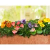 PlantiflorEisbegonie Topf Durchmesser 10,5 cm