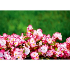 PlantiflorEisbegonie Topf Durchmesser 10,5 cm