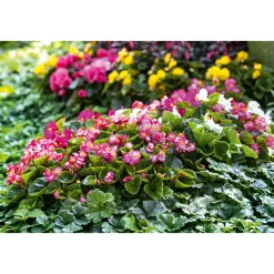 PlantiflorEisbegonie Topf Durchmesser 10,5 cm