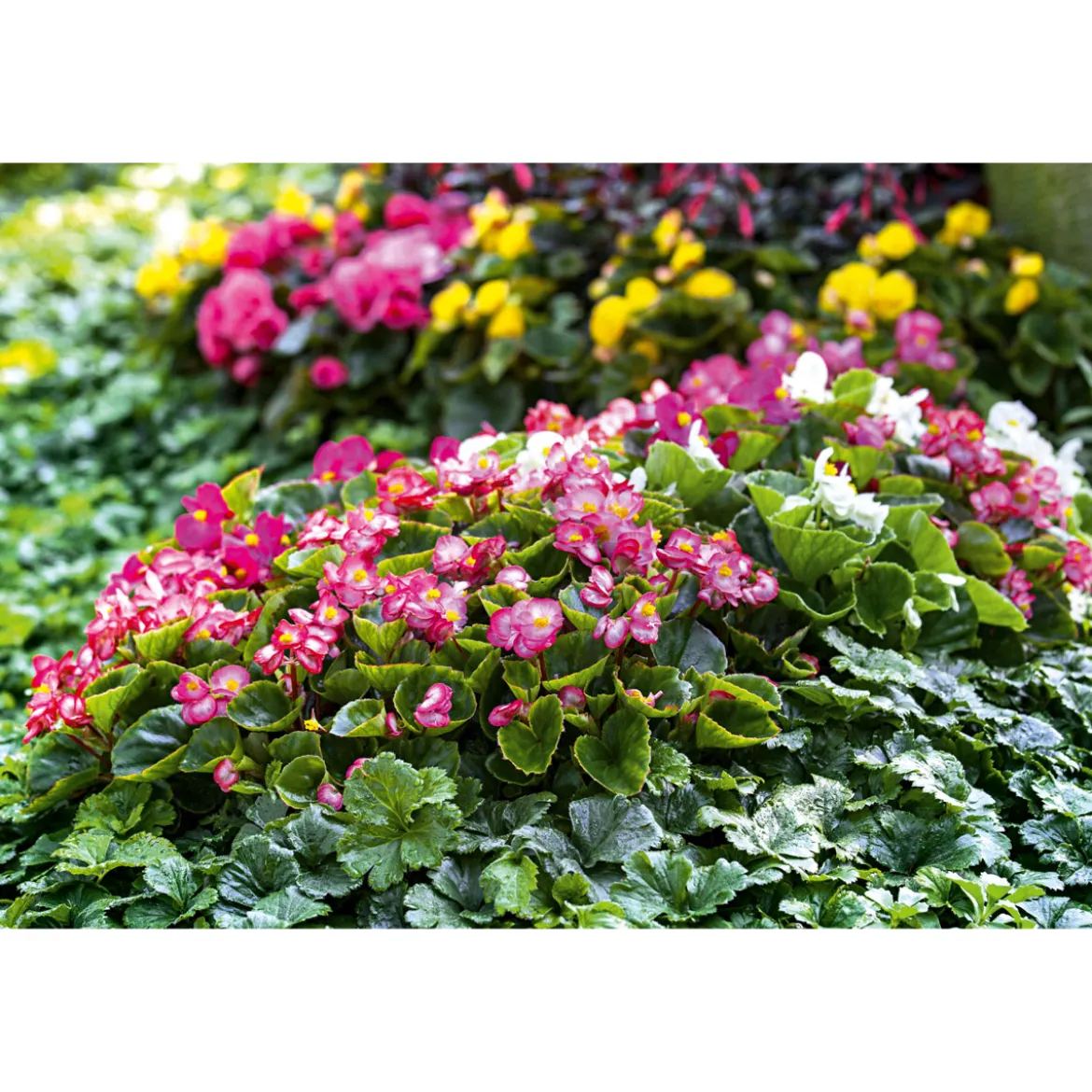 PlantiflorEisbegonie Topf Durchmesser 10,5 cm