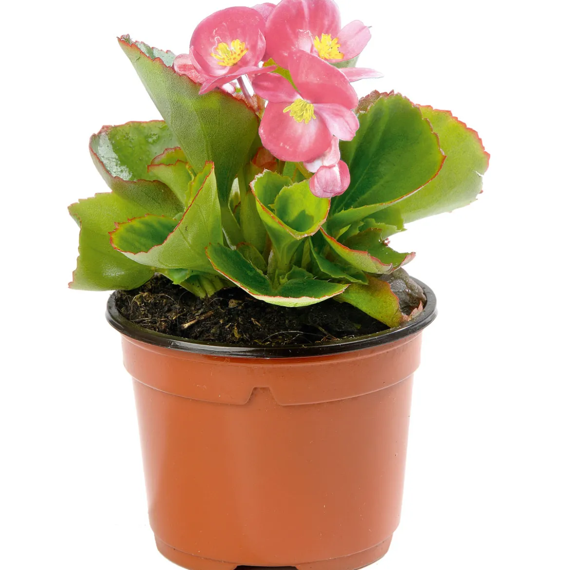 PlantiflorEisbegonie Topf Durchmesser 10,5 cm