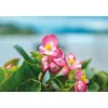PlantiflorEisbegonie Topf Durchmesser 9 cm