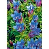 PlantiflorEnzian blau Topf- Durchmesser 10,5 cm