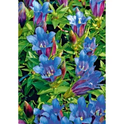 PlantiflorEnzian blau Topf- Durchmesser 10,5 cm
