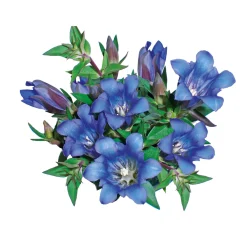 PlantiflorEnzian blau Topf- Durchmesser 10,5 cm