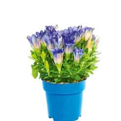 PlantiflorEnzian blau Topf- Durchmesser 10,5 cm