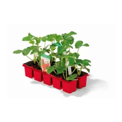 PlantiflorErdbeeren verschiedene Sorten 10er-Pack
