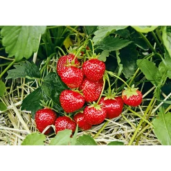PlantiflorErdbeeren verschiedene Sorten 10er-Pack