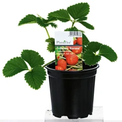 PlantiflorErdbeerpflanzen verschiedene Sorten Topf Durchmesser 9,5 cm