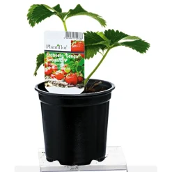 PlantiflorErdbeerpflanzen verschiedene Sorten Topf Durchmesser 9,5 cm