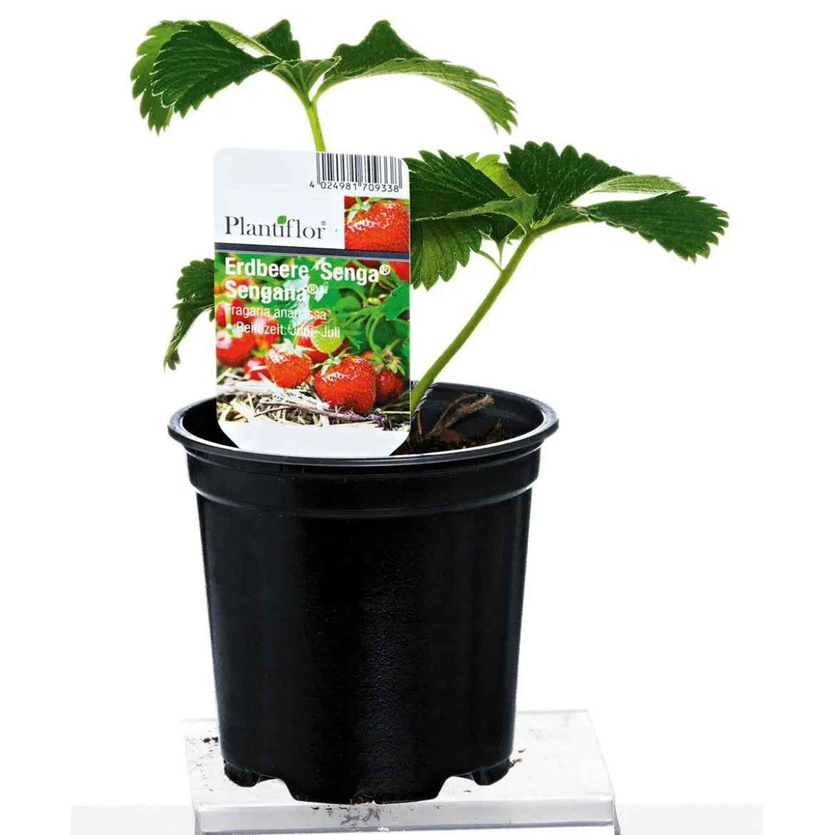 PlantiflorErdbeerpflanzen verschiedene Sorten Topf Durchmesser 9,5 cm