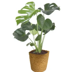 PlantiflorFensterblatt 45-50 cm T 14