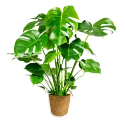 PlantiflorFensterblatt 45-50 cm T 14