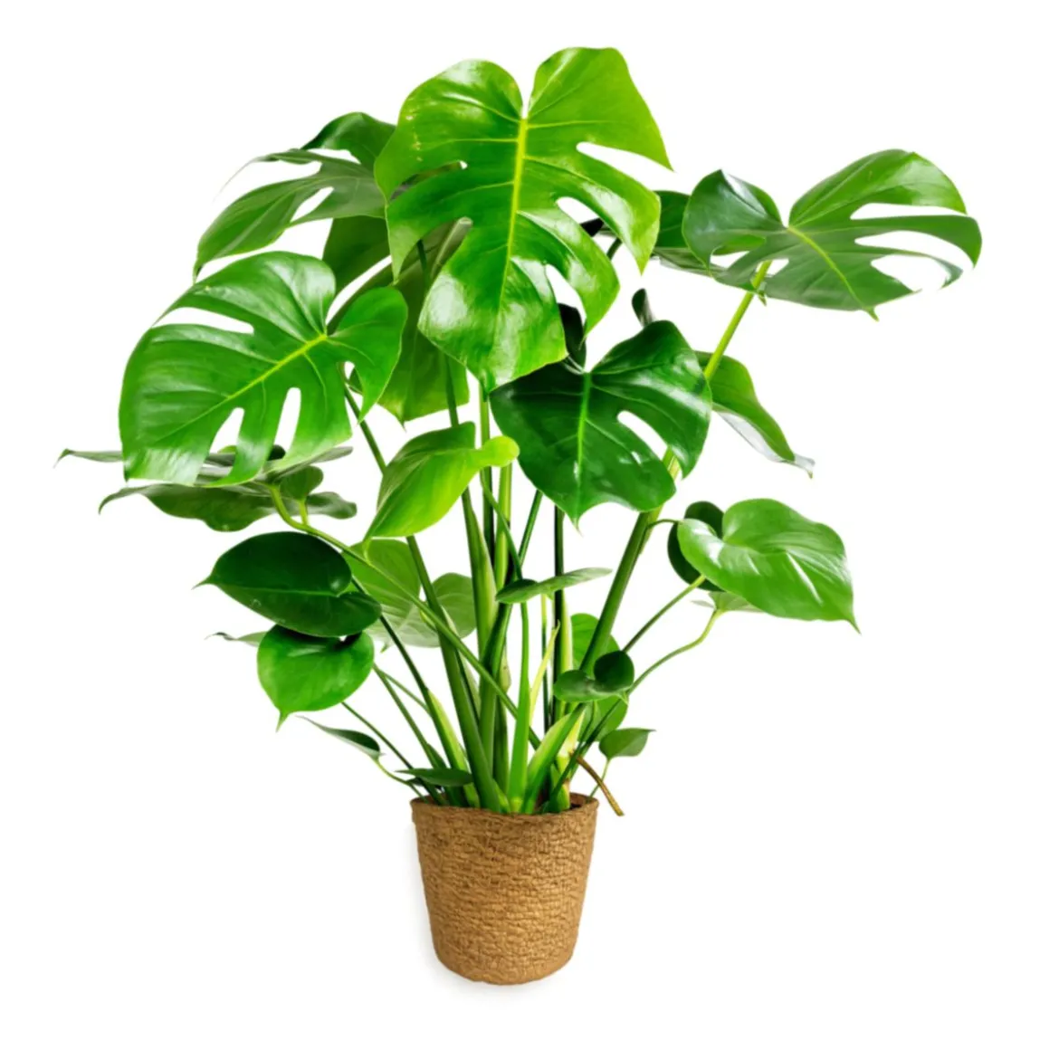 PlantiflorFensterblatt 45-50 cm T 14