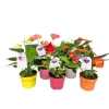 PlantiflorFlamingoblume Ton in Ton Topf- Durchmesser 10,5 cm