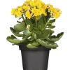 Plantiflor Flammendes Käthchen Calandiva T11