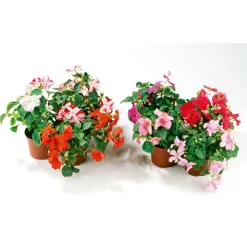 PlantiflorFleißiges Lieschen Topf Durchmesser 10,5 cm