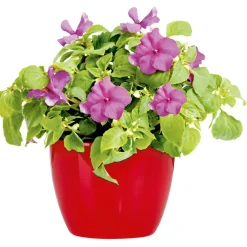 PlantiflorFleißiges Lieschen Topf Durchmesser 10,5 cm