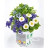 PlantiflorFrühlings-Mix Topf Durchmesser 13 cm