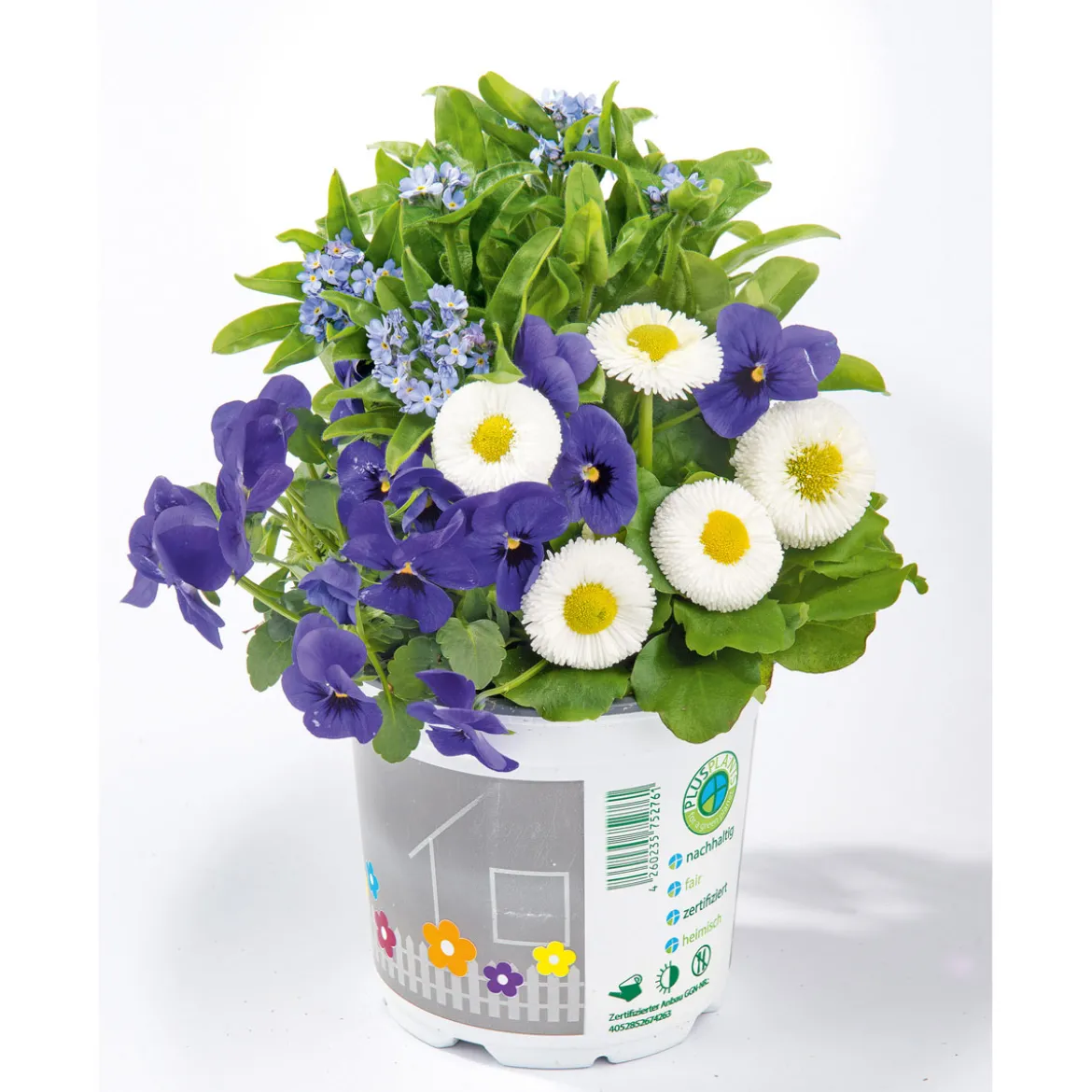 PlantiflorFrühlings-Mix Topf Durchmesser 13 cm