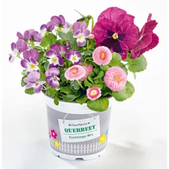 PlantiflorFrühlings-Mix Topf Durchmesser 13 cm