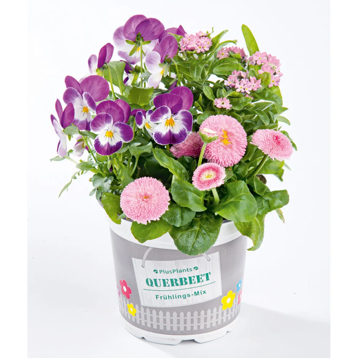 PlantiflorFrühlings-Mix Topf Durchmesser 13 cm