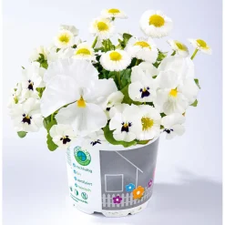 PlantiflorFrühlings-Mix Topf Durchmesser 13 cm