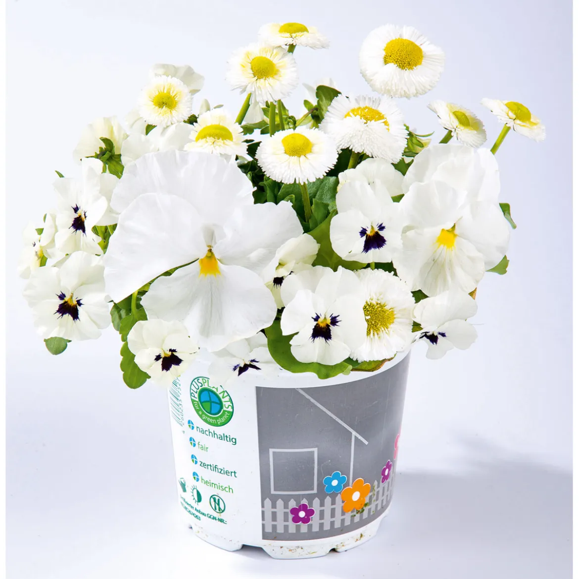 PlantiflorFrühlings-Mix Topf Durchmesser 13 cm