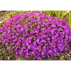 PlantiflorFrühlingsstauden Topf Durchmesser 11 cm