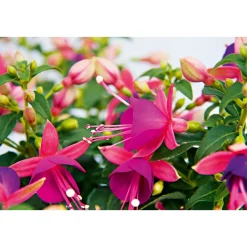 PlantiflorFuchsie stehend Topf Durchmesser 12 cm