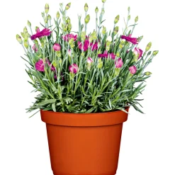 PlantiflorGarten-Nelke Topf Durchmesser 12 cm