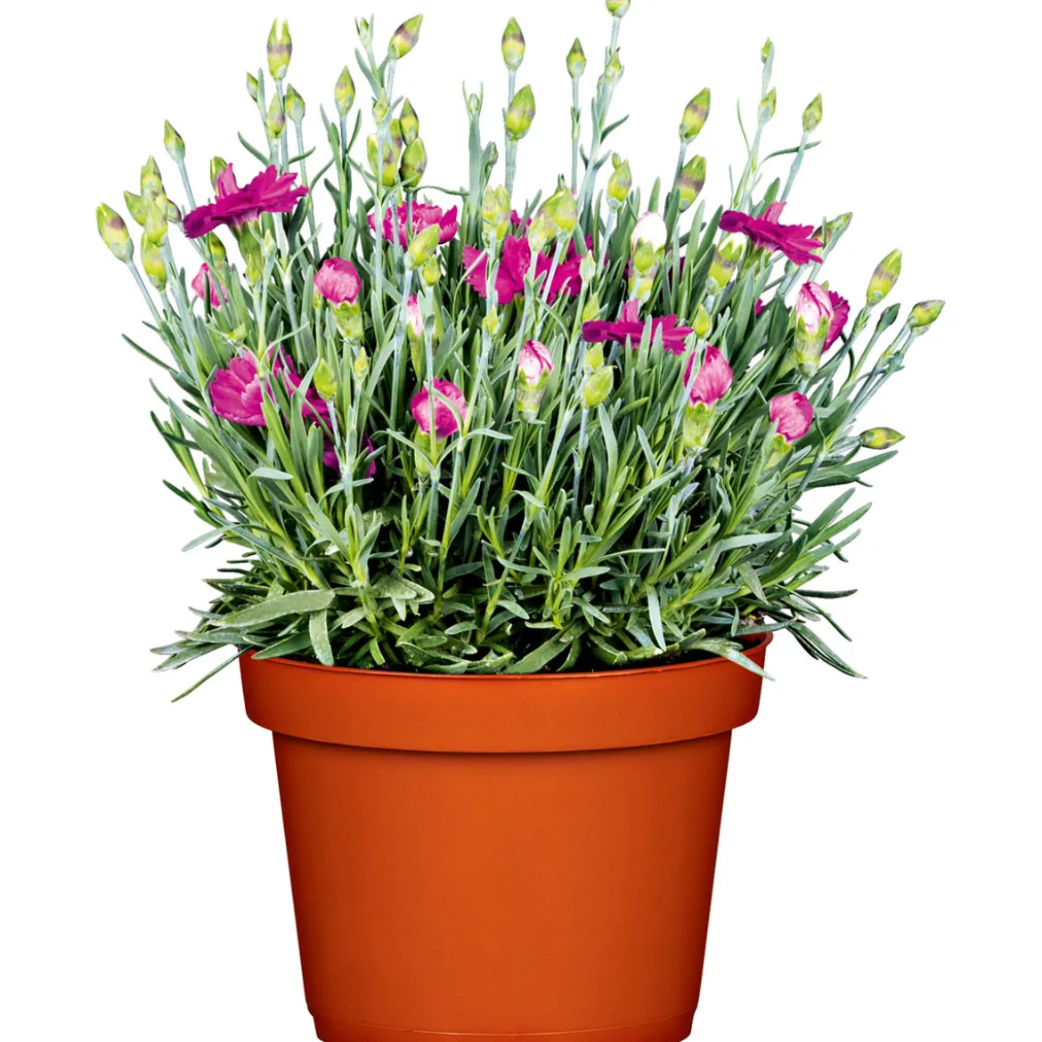 PlantiflorGarten-Nelke Topf Durchmesser 12 cm