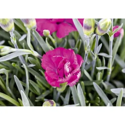 PlantiflorGarten-Nelke Topf Durchmesser 12 cm