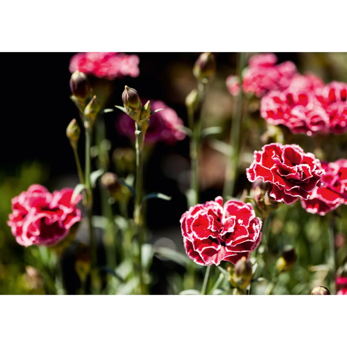 PlantiflorGarten-Nelke Topf Durchmesser 12 cm