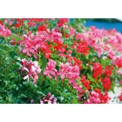 PlantiflorGeranie hängend im Topf Durchmesser 10,5 cm
