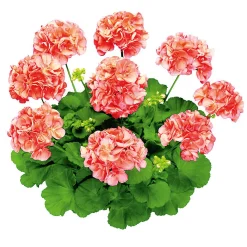 PlantiflorGeranie stehend im Topf Durchmesser 10,5 cm