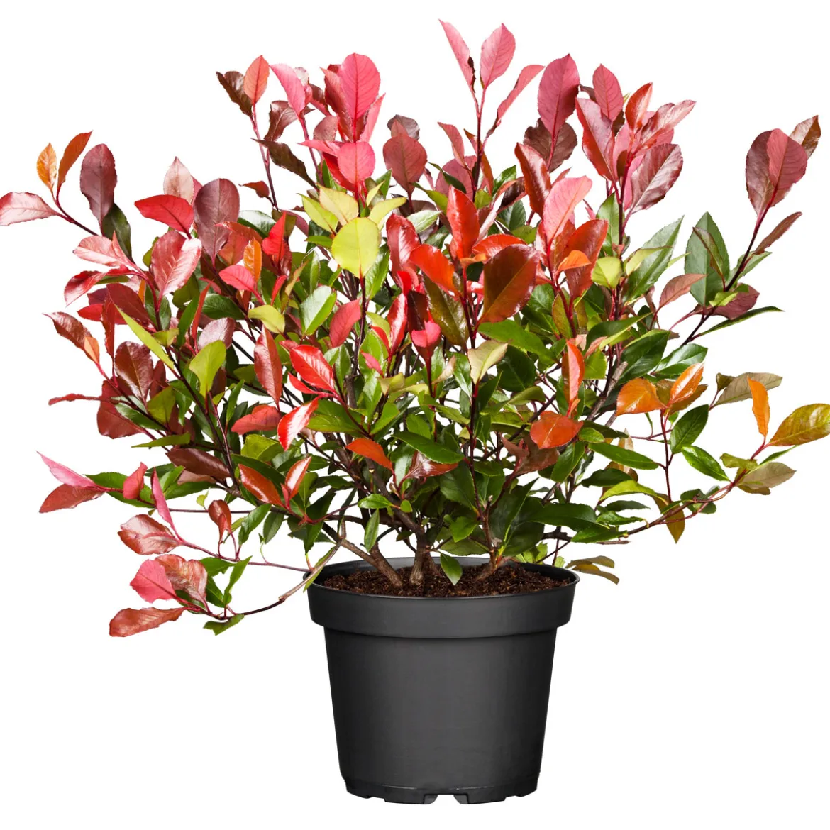 PlantiflorGlanzmispel Red Robin im Topf Durchmesser 17 cm