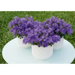 PlantiflorGlockenblume blau Topf 11 cm