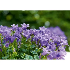 PlantiflorGlockenblume blau Topf 11 cm