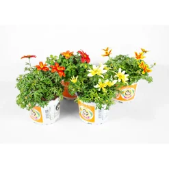 PlantiflorGoldmarie Taka Tuka Topf Durchmesser 12 cm