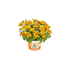 PlantiflorGoldmarie Taka Tuka Topf Durchmesser 12 cm