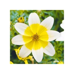 PlantiflorGoldmarie Taka Tuka Topf Durchmesser 12 cm
